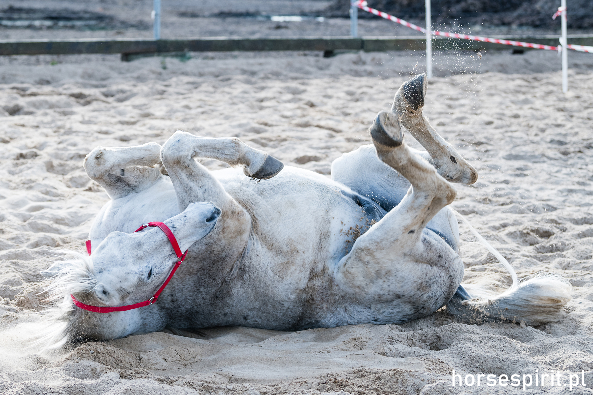 Warsztaty HorseSpirit - listopad 2019 4